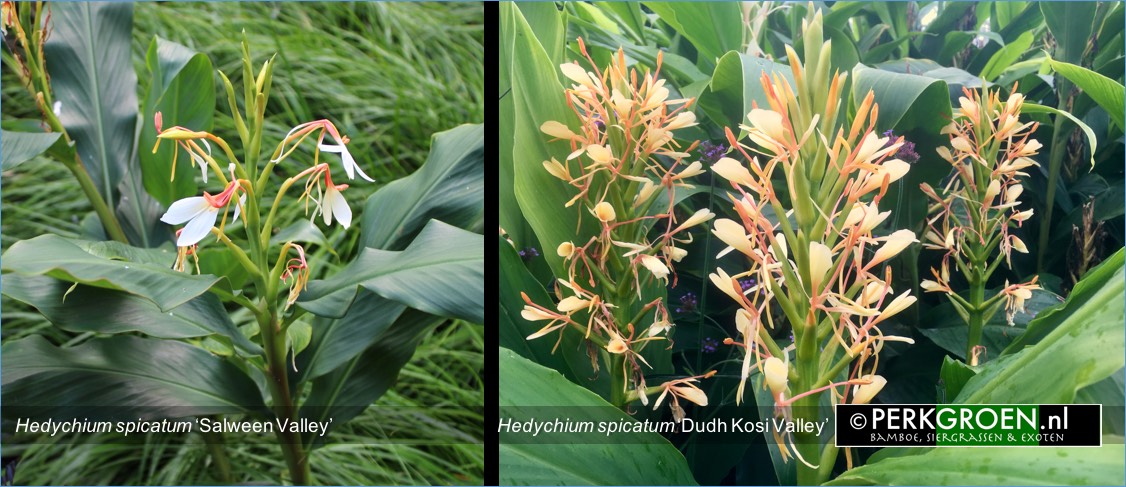 Hedychium spicatum Salween Valley Hedychium spicatum Dudh Kosi Valley